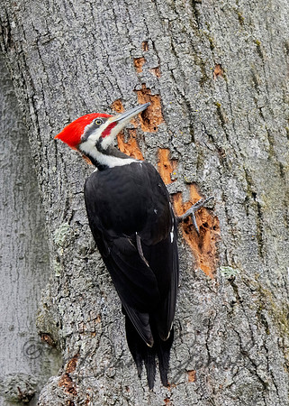 Pileated Woodpecker