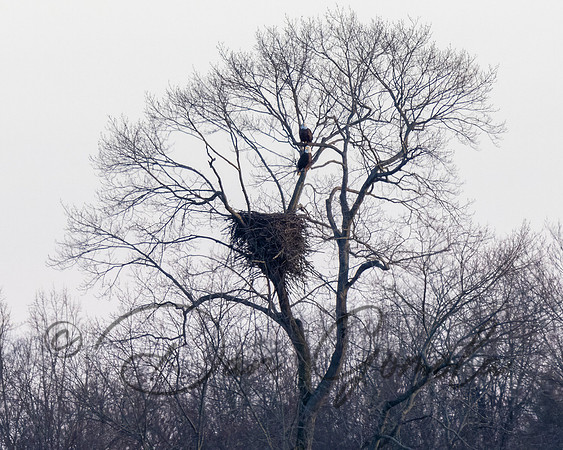 Bald Eagle