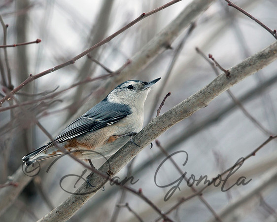 White-breasted Nuthatch