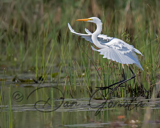 Great Egret