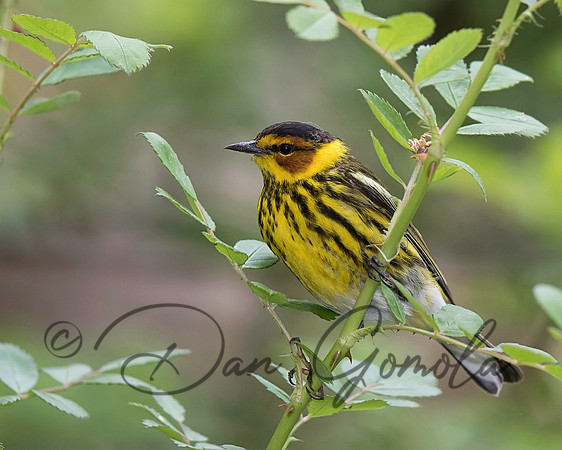 Cape May Warbler