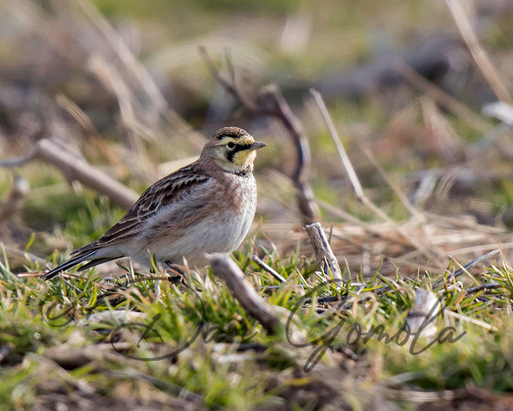 Horned Lark