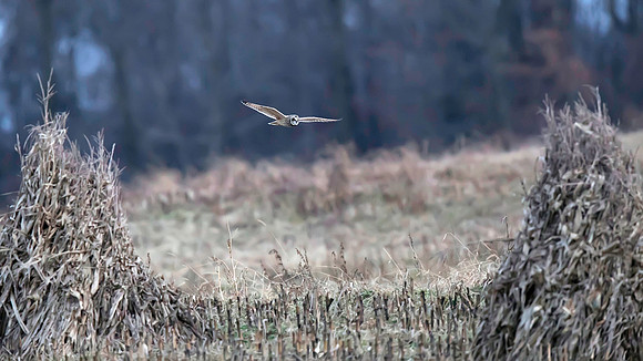Short-eared Owl