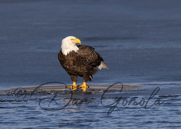 Bald Eagle