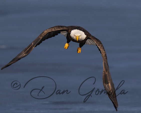 Bald Eagle