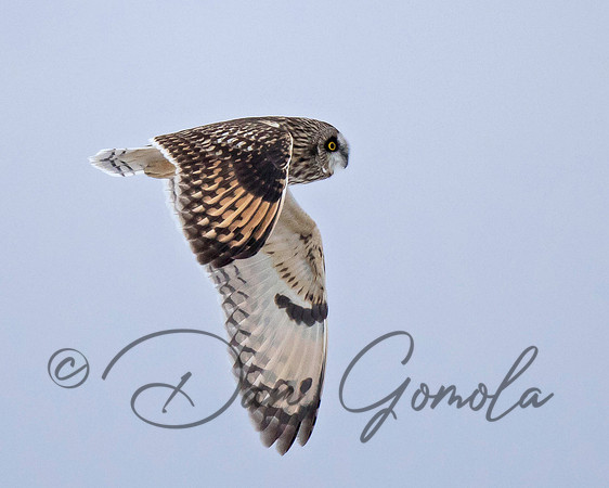 Short-eared Owl
