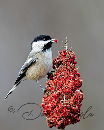 Black-capped Chickadee