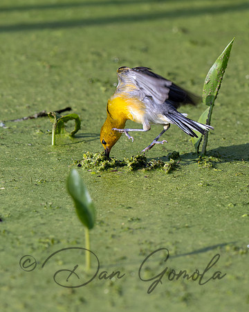 Prothonotary Warbler