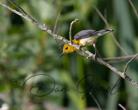 Prothonotary Warbler