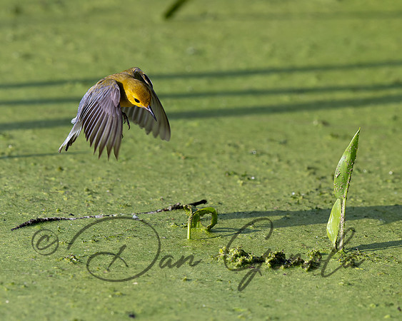 Prothonotary Warbler