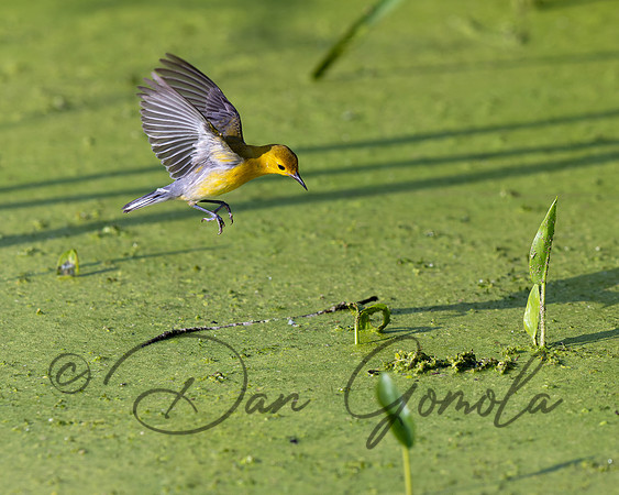 Prothonotary Warbler