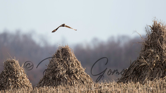 Short-eared Owl