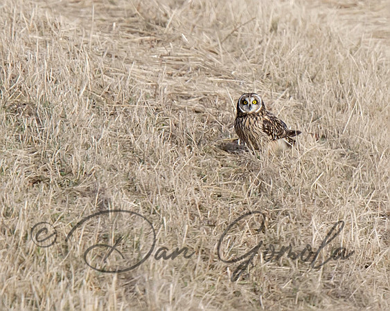 Short-eared Owl