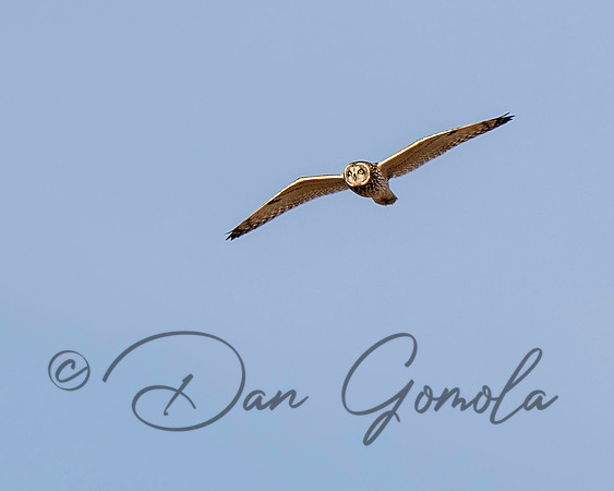 Short-eared Owl