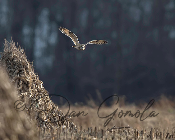 Short-eared Owl