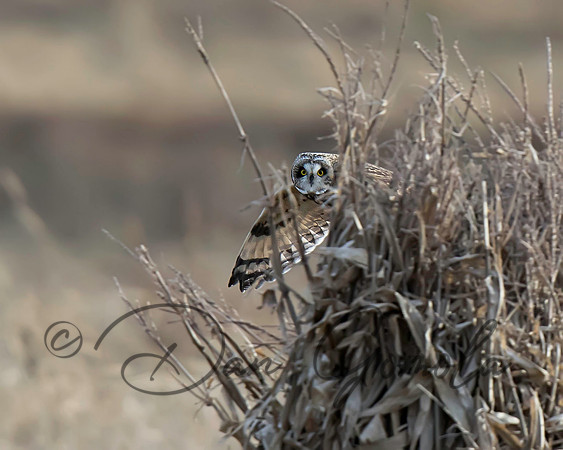 Short-eared Owl