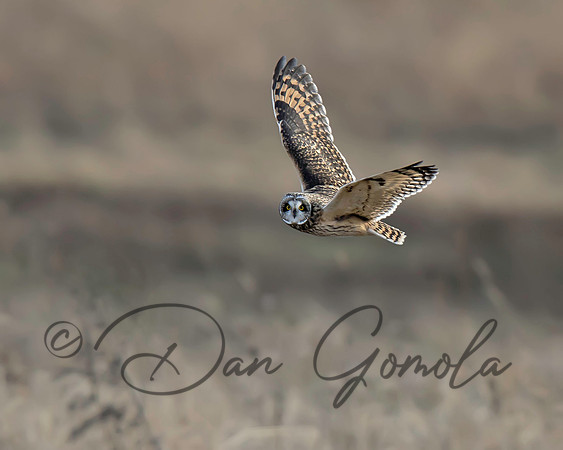 Short-eared Owl