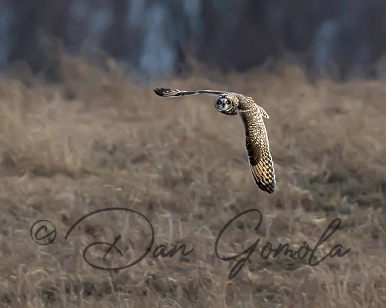 Short-eared Owl
