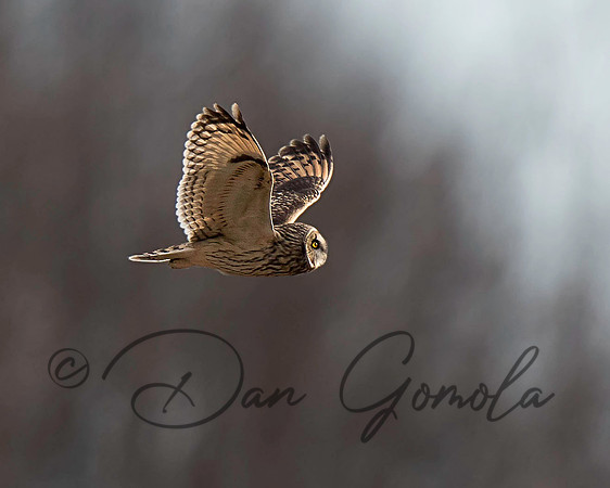 Short-eared Owl