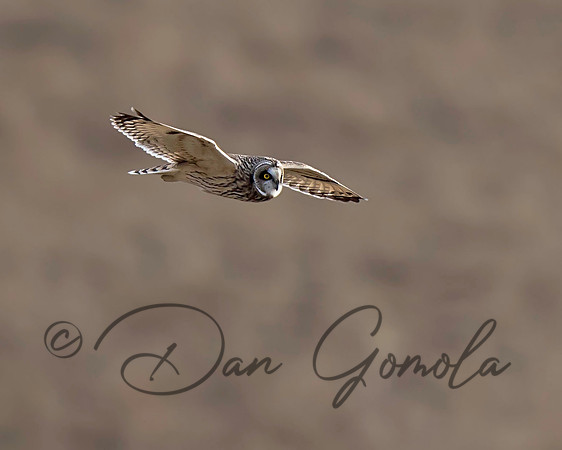 Short-eared Owl