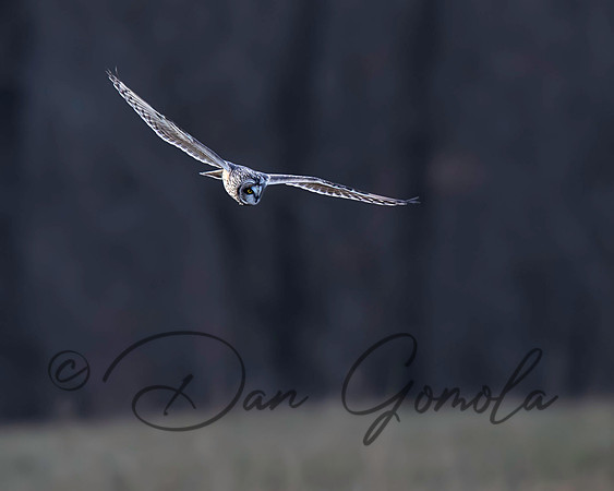Short-eared Owl