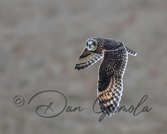 Short-eared Owl