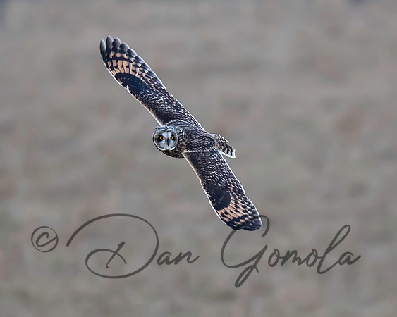 Short-eared Owl