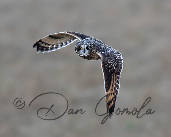 Short-eared Owl