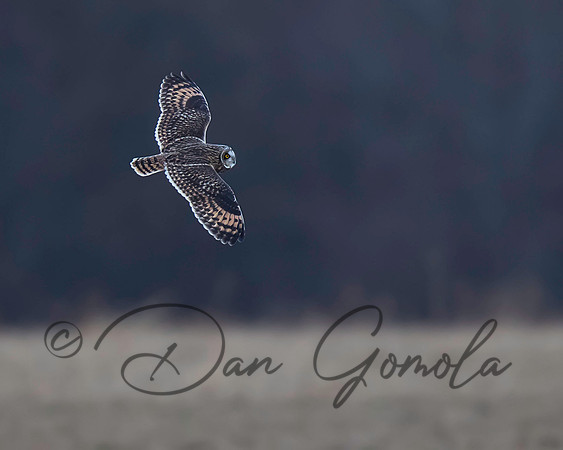Short-eared Owl