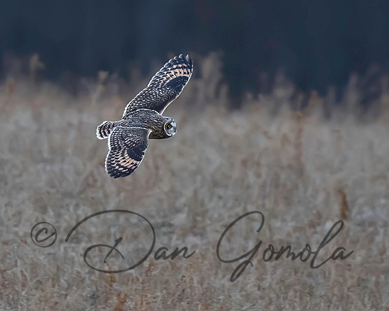 Short-eared Owl