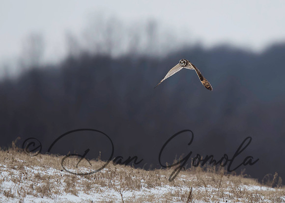 Short-eared Owl