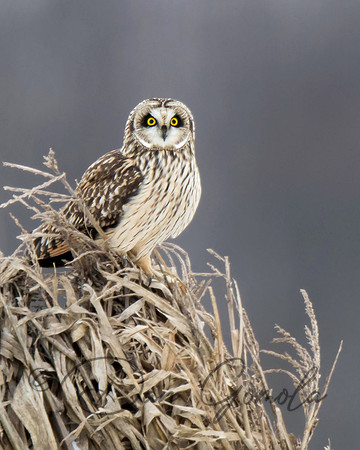 Short-eared Owl