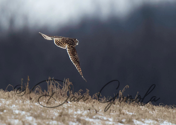 Short-eared Owl