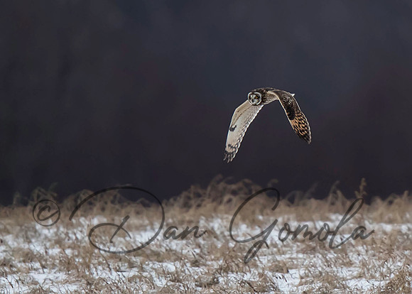 Short-eared Owl
