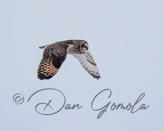 Short-eared Owl