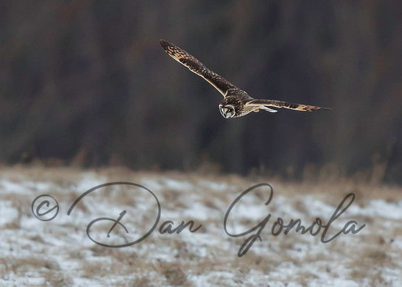 Short-eared Owl