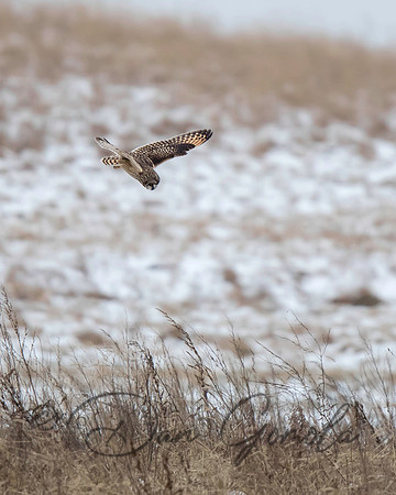 Short-eared Owl