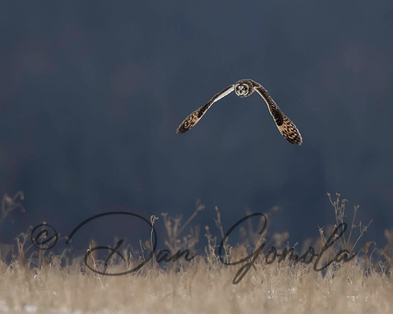 Short-eared Owl