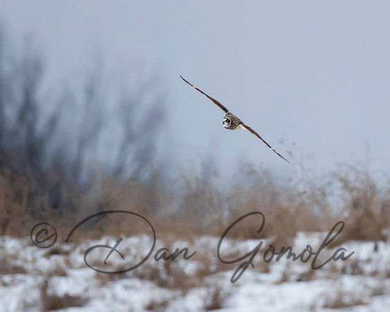 Short-eared Owl
