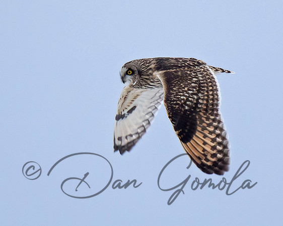 Short-eared Owl