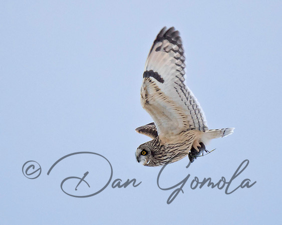 Short-eared Owl