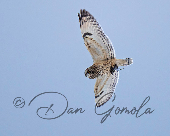 Short-eared Owl