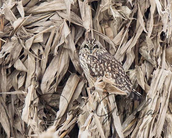 Short-eared Owl