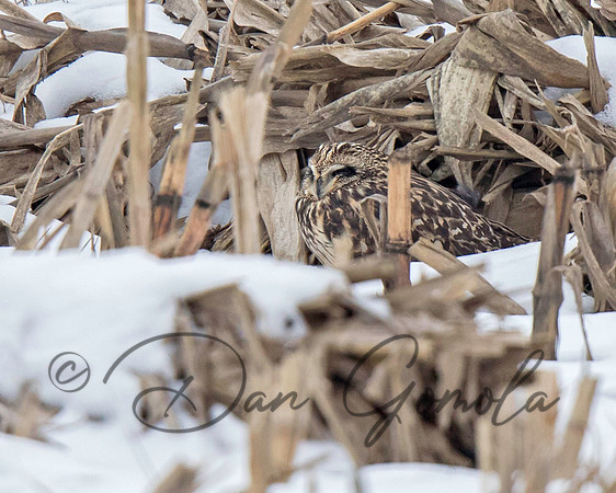 Short-eared Owl