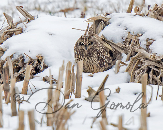 Short-eared Owl