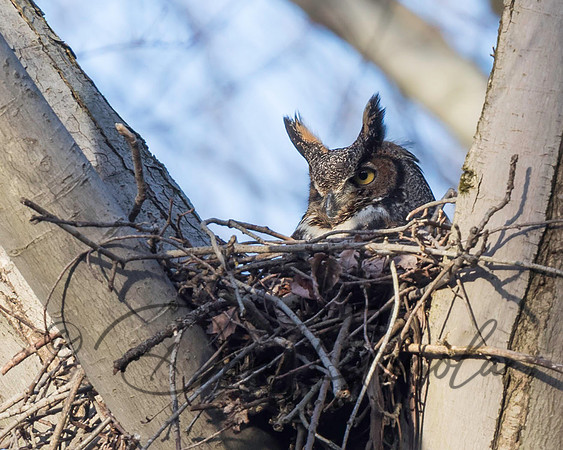 Great-horned Owl