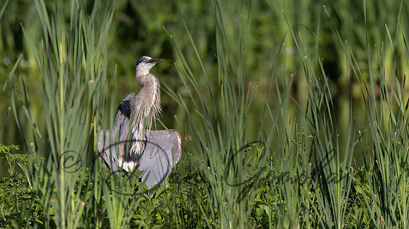 Great Blue Heron
