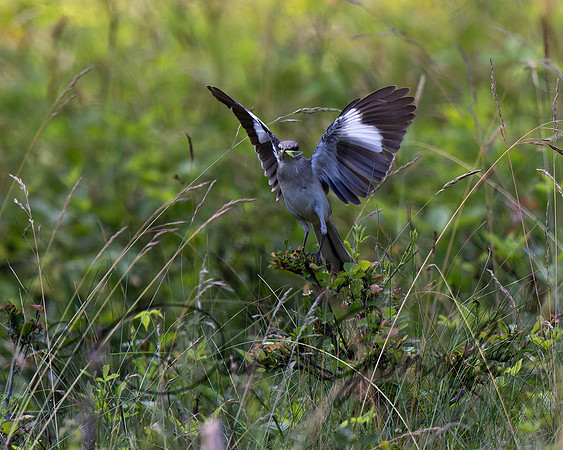 Northern Mockingbird