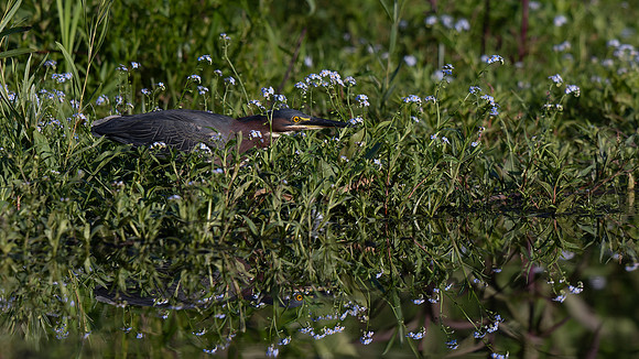 Green Heron