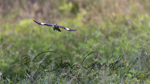 Northern Mockingbird
